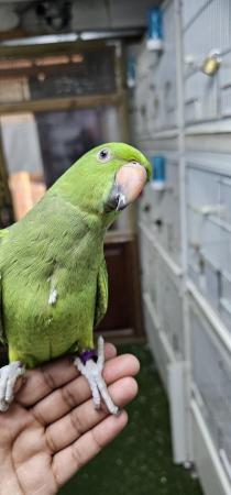 Image 1 of Silly tame hand reared ringneck.