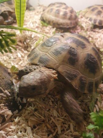 Image 2 of Horsefield tortoises male and female available