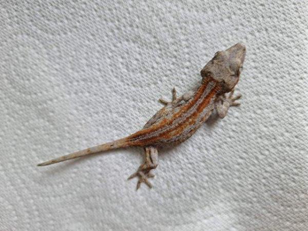 Image 5 of Gargoyle gecko babies available