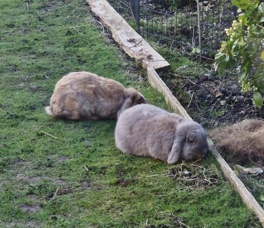 Image 2 of Two bonded rabbits dwarf lop and mini lop