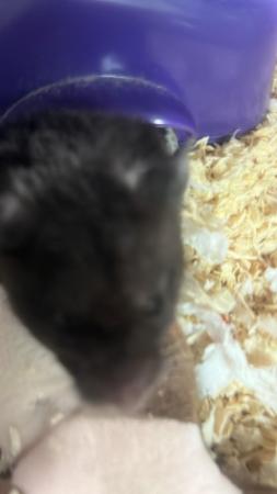 Image 4 of Hamster needs a loving fun home