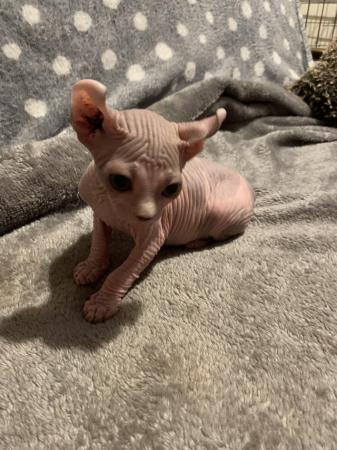 Image 4 of Sale wonderful males and female Sphynx