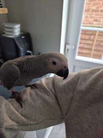 Image 1 of African Grey Baby hand reared
