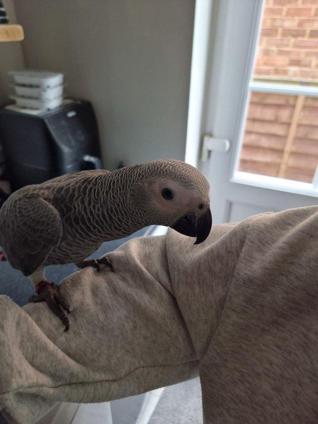 Preview of the first image of African Grey Baby hand reared.