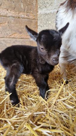 Image 2 of Baby Pygmy female goats for sale