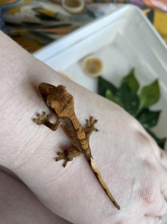 Image 2 of Baby Flame type Crested Gecko unsexed £30