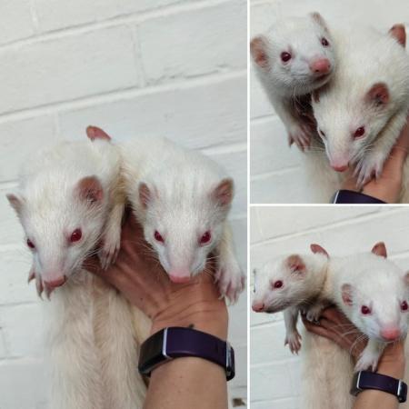 Image 3 of Rescue ferrets for adoption
