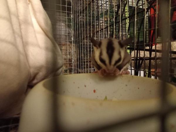 Image 6 of 2 WHITE FACED SUGAR GLIDERS