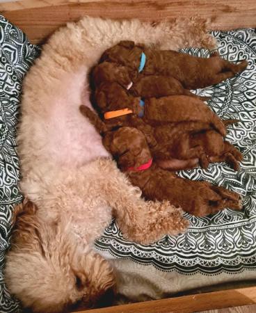 Image 8 of Red Toy Poodle puppy ??