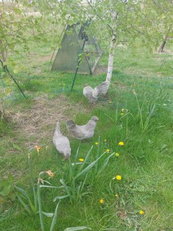 Image 2 of Very Rear lavender and or white pure bread Araucana bantams