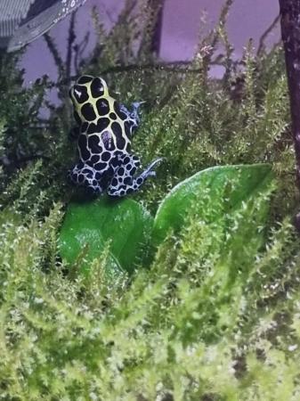 Image 5 of Ranitomeya Southern Variabillis Dart Frog Tadpoles