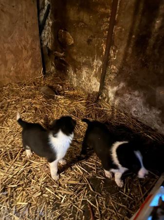 Image 3 of Border collie puppies microchip and health checked