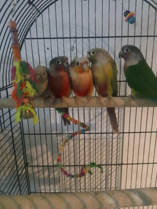 Preview of the first image of Baby pineapple conures looking for loving homes different mu.