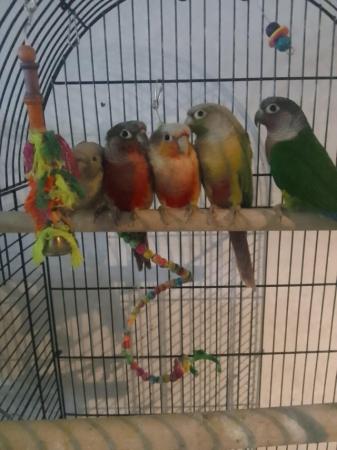 Image 1 of Baby pineapple conures looking for loving homes different mu