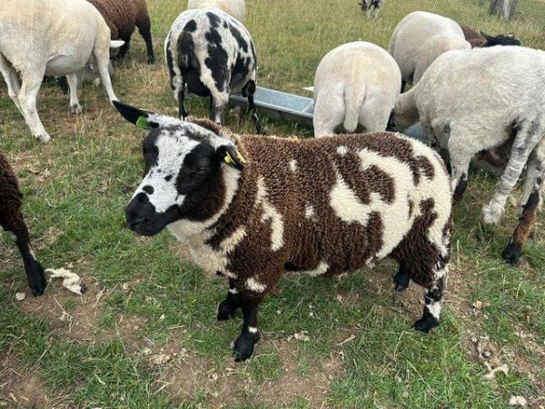 Image 2 of Fully Registered Pedigree Dutch Spotted Ram Lamb