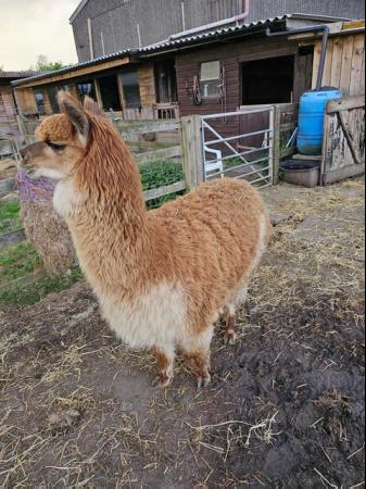 Image 1 of Two Friendly Alpacas for sale!