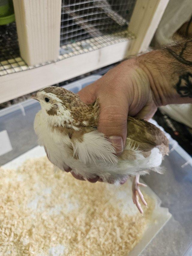 Preview of the first image of Coturnix Quail (3 days old & 5 weeks old).