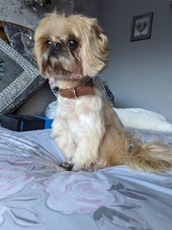 Image 2 of Nicky is an amazing imperial shih tzu