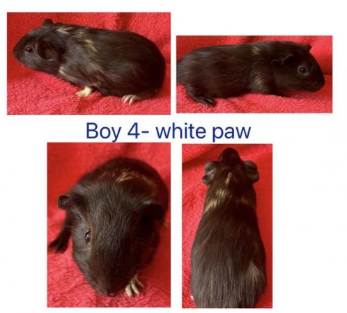 Image 2 of Baby boy/male/boar Guineapigs ready june