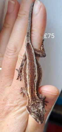 Image 8 of Gargoyle geckos and crested geckos