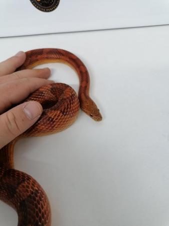 Image 4 of Corn snake male proven breeder