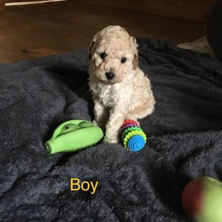 Image 11 of DNAHealth tested Champagne Toy Poodle pups READY NOW!