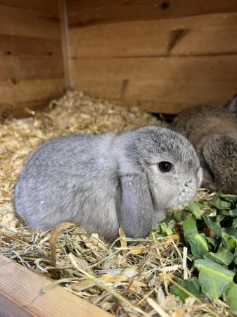 Image 2 of Dwarf Lop Baby Chinchilla Colour Female Rabbit