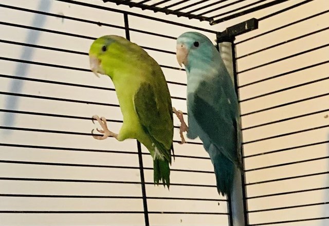 Preview of the first image of 6 months Parrotlets (2) Bonded together.