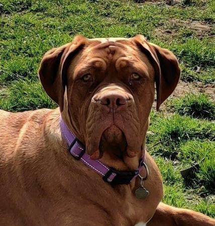 Image 5 of Roxy Dogue De Bordeaux2 years old