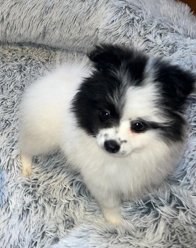 Preview of the first image of KC Registered Pomeranian Puppies!.