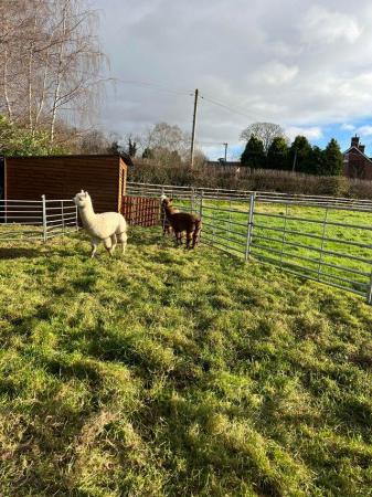 Image 23 of BAS REGISTERED BEAUTIFUL QUALITY BABY ALPACAS