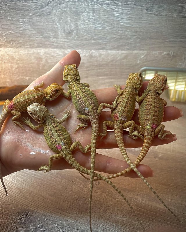 Preview of the first image of Beautiful red and yellow citrus blue bar bearded dragons.