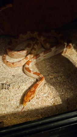 Image 2 of 3 year old male corn snake and vivarium