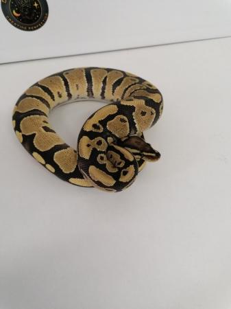 Image 5 of X2 female ball python hatchlings
