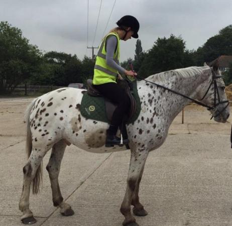 Image 3 of Part loan/share wanted for experienced horsewoman