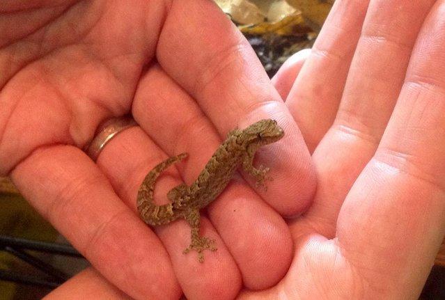 Preview of the first image of 4x Mourning geckos (Lepidodactylus Lugubris) babies £30.