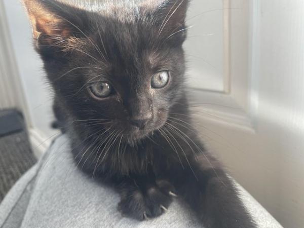 Image 3 of 11 week old black kittens. MUST take both.