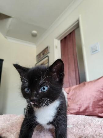 Image 2 of *both reserved now*Tuxedo kittens for sale