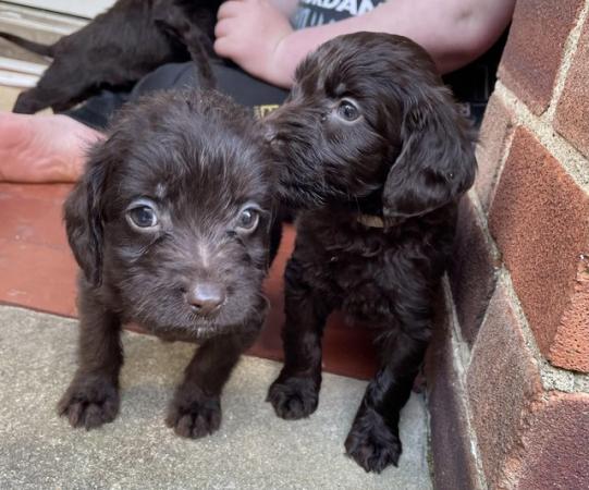 Image 6 of 4 Labradoodle babies looking for forever home