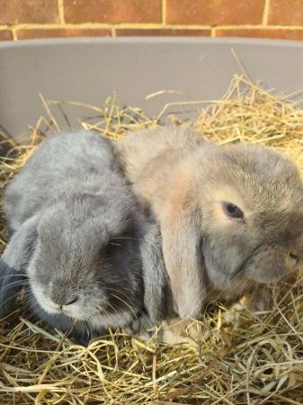 Image 4 of Adorable Dwarf Lop baby Rabbits.