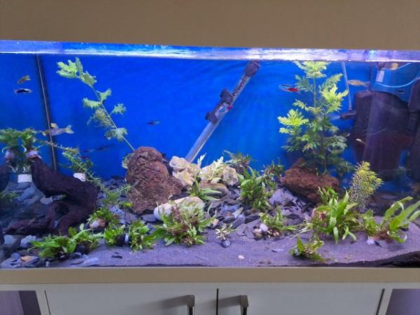 Image 3 of Juvenile Guppies for sale