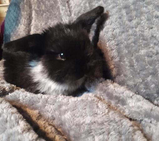 Image 1 of Baby mini lop rabbits, ready to leave soon!