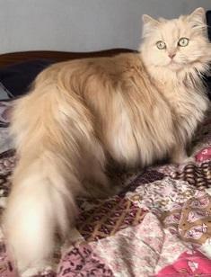 Preview of the first image of SIBERIAN FEMALE CAT 6 YEARS OLD.