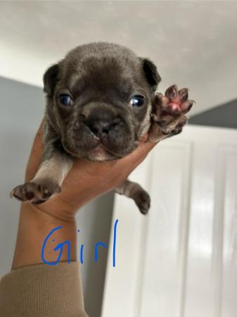 Image 15 of KC registered French Bulldogs