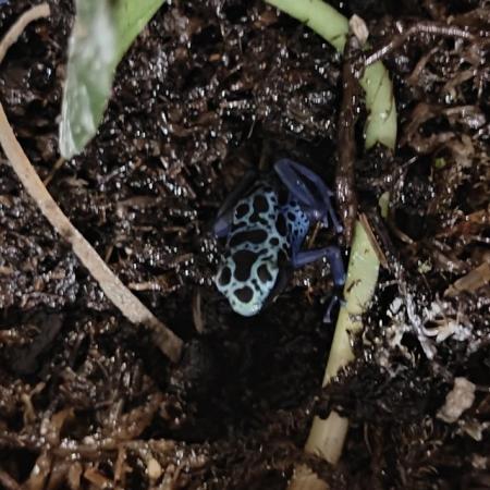 Image 2 of Dendrobates Tinctorius Azureus (Blue Poison Dart Frogs)