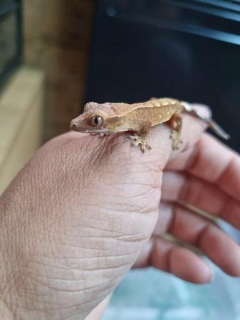 Image 3 of Beautiful Crested Geckos!!! (ONLY 1 LEFT)