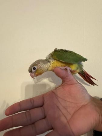 Image 2 of Beautiful baby Conures ready to be reserved
