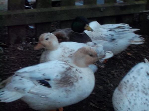 Image 11 of QUALITY CALL DUCK HATCHING EGGS AVAILABLE £3 EACH