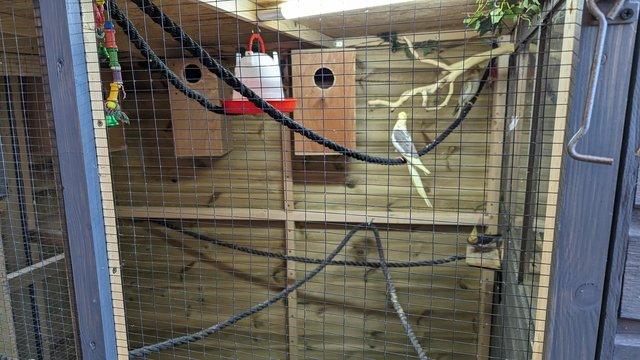 Image 6 of Parrot and small bird rescue rehoming