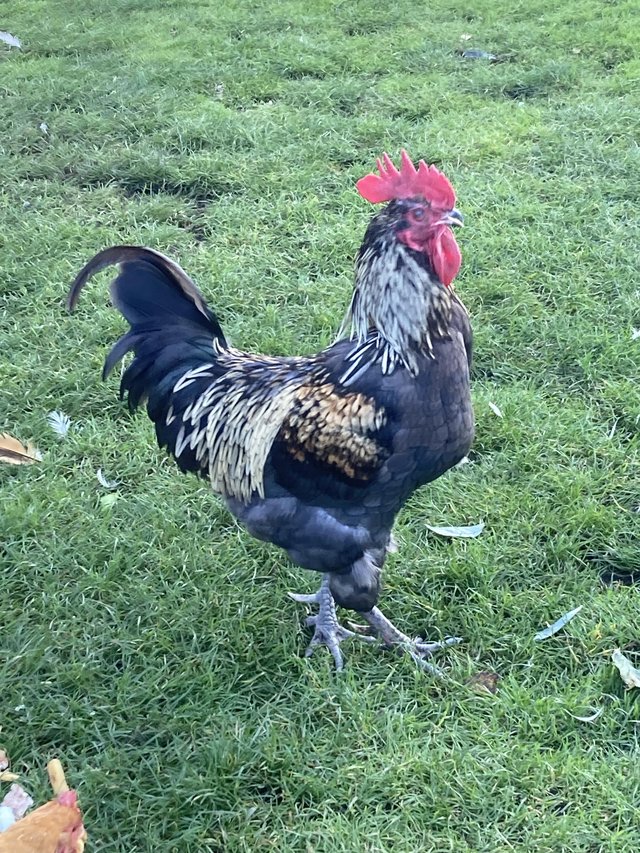 Preview of the first image of Beautiful cream and black coloured hybrid cockeral.